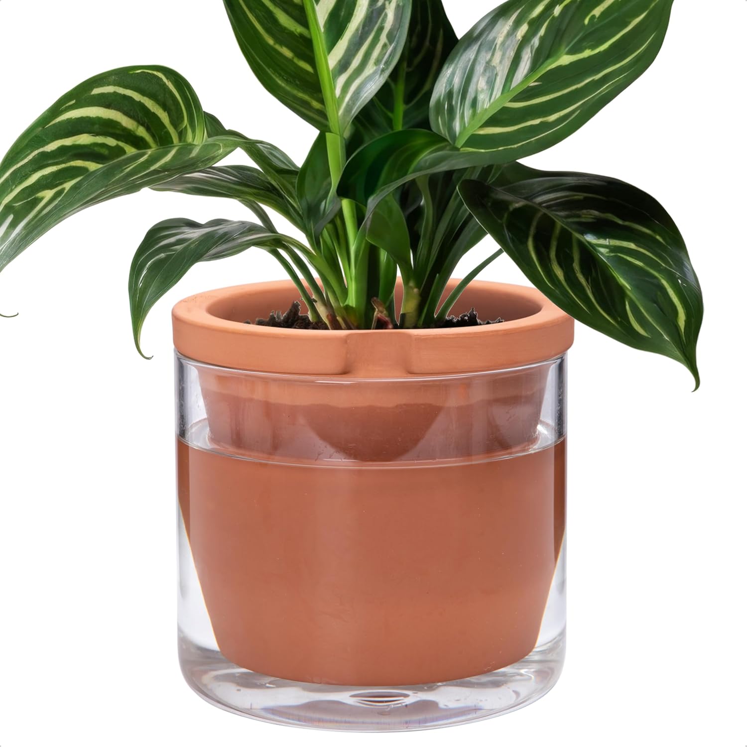 Self-Watering Terracotta Planter, 8 inch
